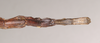 CollectionObject 1557270; NHMUK(SF IMPORT DUPLICATE) 845177, fe1365cc-bd92-4c68-be3a-9de7fe605edc: copyright Natural History Museum, London. female: end of abdomen, ventral view (holotype). (CollectionObject).