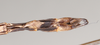 CollectionObject 1561631; NHMUK(SF IMPORT DUPLICATE) 845007, 6d908bde-6437-4ee8-8183-895f127ccbe0: copyright Natural History Museum, London. male: end of abdomen, ventral view (holotype). (CollectionObject).