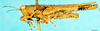 CollectionObject 1505139; c1adec92-cddc-4813-ba65-cbebf26fa0fd: male, lateral view (syntype). (CollectionObject).