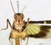 CollectionObject 1568990; 345c873d-04a0-412a-a062-3d061522b4d0: male, frontal view (paratype of Gastrimargus africanus var. zebrata). (CollectionObject).