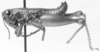 CollectionObject 1524008; 74720236-d462-4e9e-8864-225681288f99: male, lateral view (holotype). (CollectionObject).