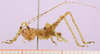 CollectionObject 1479302; 1edadd90-6a0c-4733-9895-5ecccb1483e3, cbt041s02: female nymph. (CollectionObject).