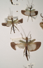 CollectionObject 1558284; 9fc7ed33-3550-471f-8e14-9c3838d7ce4c: copyright OUMNH. 2 x male, female (syntypes). (CollectionObject).;CollectionObject 1558285; ad47c116-5c57-4e7d-af86-1e2d66166cd2: copyright OUMNH. 2 x male, female (syntypes). (CollectionObject).