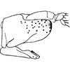 Pygofer, lateral view: Pygofer, lateral view (holotype). (Observation).