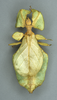 CollectionObject 1561248; 3ba9d821-6893-4d24-9da4-64848fa3b1df: Copyright OUMNH. female, dorsal view (lectotype). (CollectionObject).