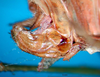 CollectionObject 1502641; 8178f02f-6152-4470-b090-265cc102d1c1, DORSA BTcatgutF2: female ovipositor. (CollectionObject).