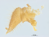 CollectionObject 1578298; 0c4ce193-a856-4a03-a665-592343d1b3e0: male, cercus and paraproct. (CollectionObject).