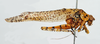 CollectionObject 1537284; FIOC 5974, 7f516c34-038b-40d1-b90b-31a736c4fd5a: male, lateral view (holotype). (CollectionObject).