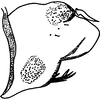 Pygofer, lateral view on Anuihuajianga pyramidalis Zhang & Song, 2022: (Observation).
