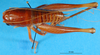 CollectionObject 1500212; 296b077e-de88-44dd-9f9c-02b3e9345612: male, dorsal view (syntype). (CollectionObject).