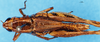 CollectionObject 1568972; dccada39-b8d1-4c83-8d64-9425bdfac15c: female, dorsal view. (CollectionObject).