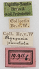 CollectionObject 1532829; NMW 19.911, f10b052b-8147-4e9a-a427-a8b3fa4f103c: labels. (CollectionObject).