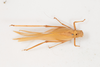 CollectionObject 1505857; a2ec29e8-6cf7-4da3-a03c-db691a40b2bc: female, dorsal view (syntype). (CollectionObject).