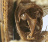 CollectionObject 1539608; 8f968fd7-e63f-44c8-b8a6-bc4453baeca6: male cerci (lectotype). (CollectionObject).
