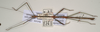 CollectionObject 1559398; 0c1e583d-db6b-441f-b256-6093520e1db6: copyright OUMNH. male of synonym Lonchodes dispar (holotype). (CollectionObject).