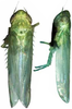 Habitus, dorsal view on Distantasca bulbosa (Dworakowska, 1994): Habitus. (Observation).