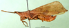 CollectionObject 1500991; 9a005da7-2df8-4174-91f1-24c565429a2d, DORSA BA000355S01: male, lateral view (holotype). (CollectionObject).