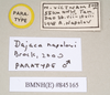 CollectionObject 1558247; 3561054c-469a-4110-864c-9d03ba2dd9de: copyright Natural History Museum, London. male, data labels (paratype). (CollectionObject).;CollectionObject 1558248; 01b2e8bc-046c-4eb6-9b39-8a056fb49749: copyright Natural History Museum, London. male, data labels (paratype). (CollectionObject).