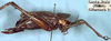 CollectionObject 1532909; da5113a6-8147-4dd5-a301-89e3845a1b33: female, lateral view (paratype). (CollectionObject).