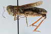 CollectionObject 2800385; CNCI 982796, 0c9610fa-f4b3-41a5-8259-c06718146f65: Ageneotettix deorum. female, lateral view. (CollectionObject).