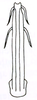 Aedeagus, posterior view on Carnoseta colomella (DeLong, 1981): Male: aedeagus, posterior view. (Observation).