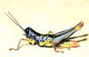Micropaon lucens Descamps & Rowell, 1984: female. (Otu).