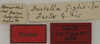 CollectionObject 1535986; 1f8058f5-b2b6-4456-ad7c-ad09f54e0734: labels (syntype). (CollectionObject).