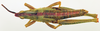 CollectionObject 1518473; 21914e80-6c69-4df8-89ae-5948768fc6c8: male, dorsal view (holotype). (CollectionObject).