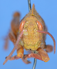 CollectionObject 1535690; 2379763f-65a6-4090-bb1b-bf481038acdf: male, frontal view (syntype). (CollectionObject).