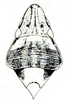 Head on Coelogypona venosella DeLong & Freytag, 1966: Male: head, pronotum and mesonotum, dorsal view. (Observation).