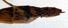 CollectionObject 1562603; dd5d08b8-f28d-4a3d-ae4f-530b57224773: copyright NMW. female: end of abdomen, lateral view (paralectotype). (CollectionObject).;CollectionObject 1562604; ca36348b-03bd-4cc1-a388-6760b1d3cdbf: copyright NMW. female: end of abdomen, lateral view (paralectotype). (CollectionObject).;CollectionObject 1562605; a8e84991-c828-4229-9da3-d3061dbbc511: copyright NMW. female: end of abdomen, lateral view (paralectotype). (CollectionObject).