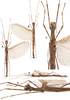 CollectionObject 1593791; d8249ca4-70c1-42bd-b866-5ca6e9042170: copyright RBINS. male (holotype). (CollectionObject).