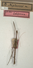 CollectionObject 1561482; NMW 677, 64e3689f-c964-41bb-9490-130484ef7bdf: copyright NMW, Vienna. male (holotype). (CollectionObject).