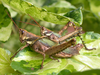 Coryacris angustipennis (Bruner, 1900): male and female. (Otu).