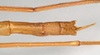 CollectionObject 1561152; NHMUK(SF IMPORT DUPLICATE) 845016, 7716f7f0-1238-415d-af8e-18140b060071: copyright Natural History Museum, London. female: end of abdomen, dorsal view (holotype). (CollectionObject).