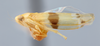 Habitus, lateral view on Empoa (Empoa) unifasciata (Hamilton, 1983): (Observation).
