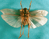 CollectionObject 1516630; f4de8c69-ac55-48e1-a006-2688290b308c: female, dorsal view (holotype). (CollectionObject).