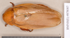 Jagrehnia testacea (Brunner von Wattenwyl, 1865): Holotype, female, dorsal. BMNH(E)#878087. (Otu).