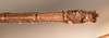 CollectionObject 1557975; ce4627cc-215c-49b8-89ef-d2c6d1c16915: copyright OUMNH. male: end of abdomen, ventral view (holotype). (CollectionObject).