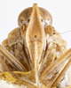 Head: !! display not done !! on Oeclidius (Oeclidius) nanus Van Duzee, 1914: (Observation).