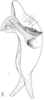 Cixidia (Epiptera) mersinica (Dlabola, 1987): (Otu).