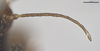 CollectionObject 2260458; e15e9e13-3248-4cd2-baa7-9ce99da7c1fa: Male, antennae. (CollectionObject).