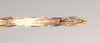 CollectionObject 1556952; NHMUK(SF IMPORT DUPLICATE) 844974-844975, a895fb1e-3f78-4fd2-b3a3-929a25a06fb2: copyright Natural History Museum, London. female: end of abdomen, ventral view of Anophelepis rhipheus (syntype). (CollectionObject).