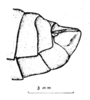 Pachyossa signata Rehn, 1913: Fig. 6. male genital segment, lateral view. (Otu).