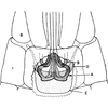Ovipositor: !! display not done !! on Hebata (Hebata) fabalis (DeLong, 1930): Sternite VII (female). (Observation).