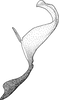 Aedeagus, lateral view on Deltocephalus mystax Hamilton & Ross, 1975: Aedeagus, lateral view. (Observation).