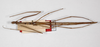 CollectionObject 1558082; 9c03b4ec-6772-4d67-b7b8-f80a434306d5: copyright ZMHB, Berlin. female, dorsal view (holotype). (CollectionObject).