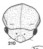 Head on Anisostylus elongatus (Fowler, 1895): (Observation).