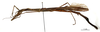 CollectionObject 1562082; 90530cc6-cb38-4b10-8907-0cd7c40c2cfa: copyright MNHN, Paris. female of synonym Sosibia solida (holotype). (CollectionObject).