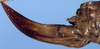 CollectionObject 1531907; NMW 9975, 8d5f4106-d4d6-48e0-b232-b7655704a795: female ovipositor (holotype). (CollectionObject).